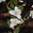 Camellia HandelIi